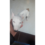 Cachorros Bull Terrier Med, Bog, Cali Animal Pets Colombia 