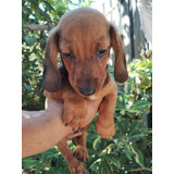 Cachorro Salchicha Dachshund