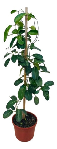 Jazmin De Madagascar ( Planta ) 60 Cm Stephanotis Floribunda