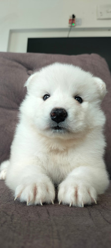 Cachorros Samoyedo 