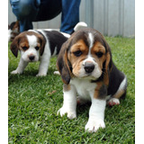 Beagle Os Magníficos Filhotes 