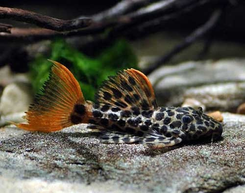 Peixe Cascudo Pepita Leopardo L114 (tamanho 5 Cm)