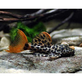 Peixe Cascudo Pepita Leopardo L114 (tamanho 5 Cm)