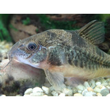 Pct. C/ 2 Peixes Coridora Paleatus - Água Doce - Aquário 