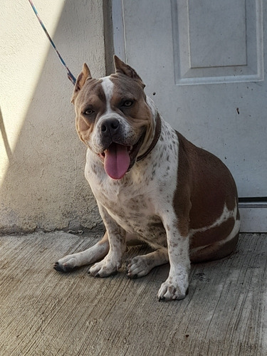 Pitbull Bullyamerican Bully Pocket