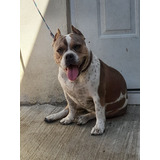 Pitbull Bullyamerican Bully Pocket