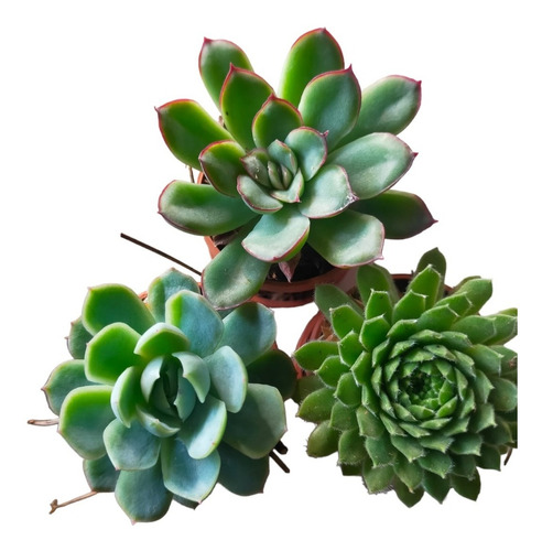 Echeverias Baby Mix De Sempervivum, Elegans Y Pulidonis 30pz