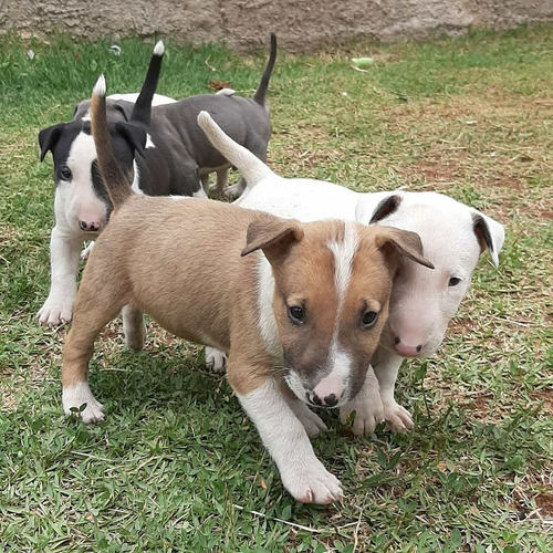 Bull Terrier Os Maravilhosos Filhotes Disponiveis 