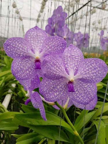 Orquidea Vanda Mas Envio 