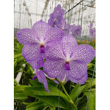 Orquidea Vanda Mas Envio 