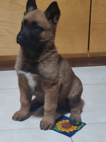 Cachorros Pastor Belga Malinois