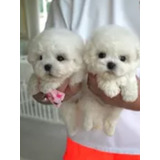 French Poodle Cachorros Inigualables Minis