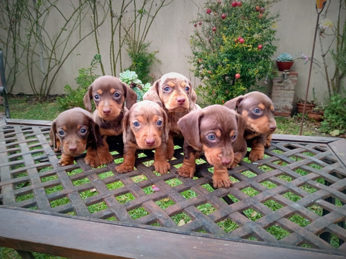 Salchichas  Dachshund Mini Chocolate  Pedigree Hembritas