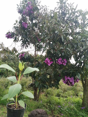 Arbol Nativo (meriania Nobilis), Clima Frio.