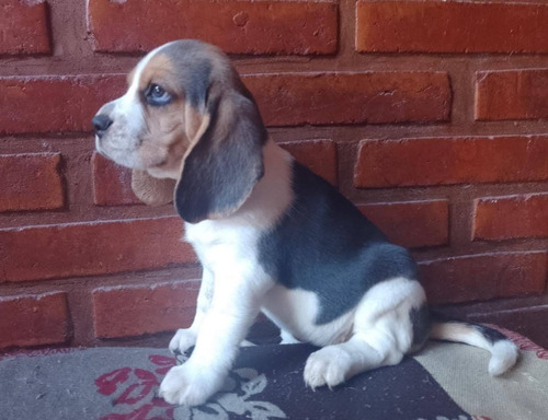 Beagle Tricolor Cachorros 