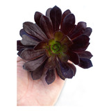 Aeonium Atropurpureum Suculenta Colección N° 8