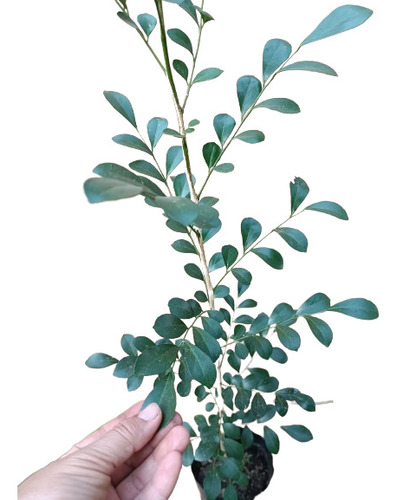 Plantula Mirto De La India (murraya Paniculata)