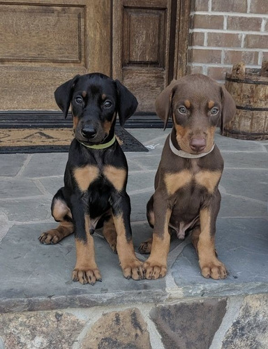 Doberman Cachorros Calidad Vip