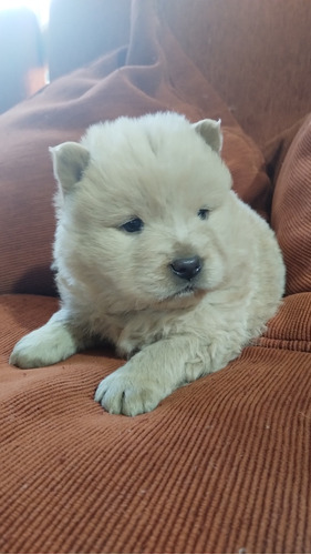 Cachorra Perro Chow Chow