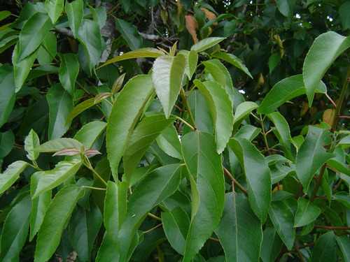 Bosque Árbol Nativo Maqui