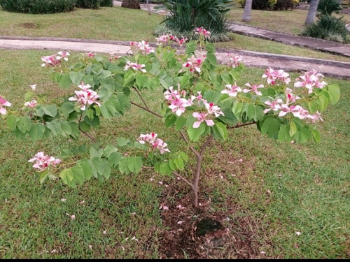 Arbol Pata De Vaca Mas Envio Dhl 