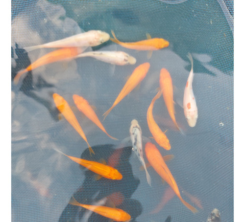 Peces Koi De 6 Cm. Aprox. (solo Retiro En Local)