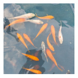 Peces Koi De 6 Cm. Aprox. (solo Retiro En Local)