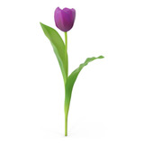 Bulbo De Tulipan Purpura