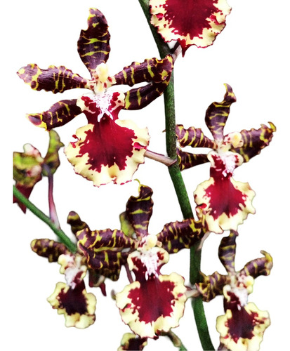 Orquídea Oncidium Susan Keller - Plantas Grandes