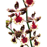 Orquídea Oncidium Susan Keller - Plantas Grandes