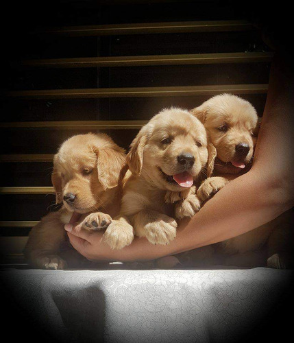 Cachorros Golden Retriever 