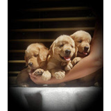 Cachorros Golden Retriever 