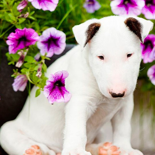 Bull Terrier Filhotes Brilhantes