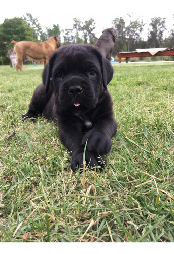 Cachorros Cane Corso Con Fca