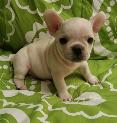 Vendo Cachorro De Raza Bulldog Frances Color Crema Fawn