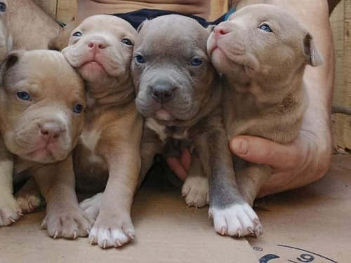 Pitbull Blue American Bully Cachorros Blue Fawn