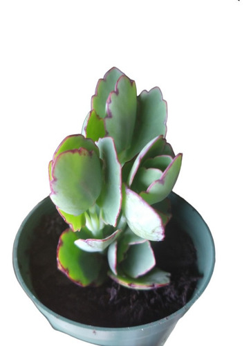 Muda Suculenta Kalanchoe Fedtschenkoi Hibrido Grande Pote 9 