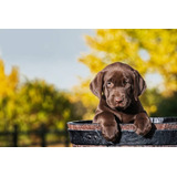 Cachorritos Labrador Con Papas Norteamericanos