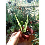 Stapelia Gigantea Flor Amarela Cacto Estrela 