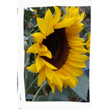 150 Semillas De Girasol De Corte Grande Sunshine Max F1 