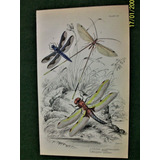 Insectos Grabado Coloreado 10 X 16,50 Edimburgo 1833 Nº 27