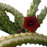 Suculenta(huernia Keniensis) Flor De Dragão Muda Adulta