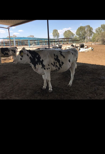 Venta De Becerras Cargadas, Vacas En Produccion Y Al Parto  