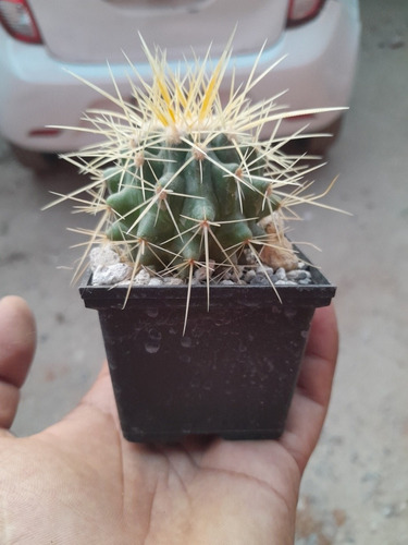 Cactus Echinocactus Grusonii 