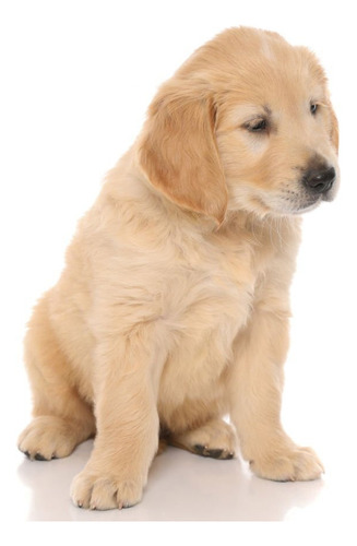 Cachorros Golden Retriever En Venta Disponibles Perros