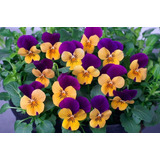 50 Semillas Viola Cornuta Flores Colores Variados