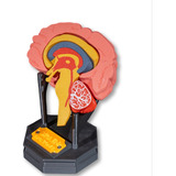 Maqueta Cerebro Disección Cerebelo Tronco Bulbo Didáctico 3d