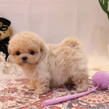 Cachorros French Poodle Mini Toy 