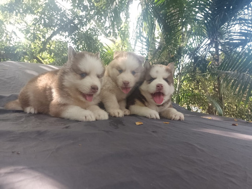 Lobos Siberianos Rojo 