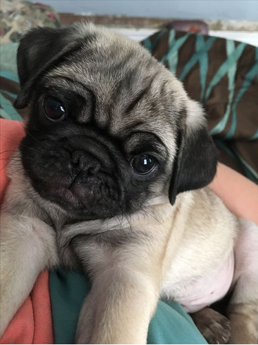 Cachorro Pug Carlino 09